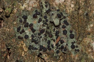 <i>Bacidia laurocerasi</i>