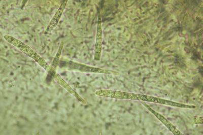 <i>Bacidia laurocerasi</i>