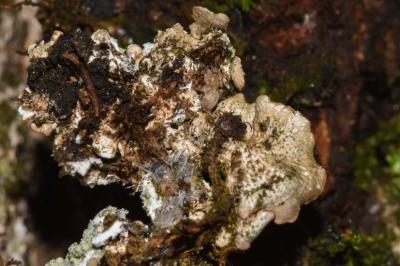 <i>Punctelia subrudecta</i>