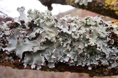 Parmotrema perlatum