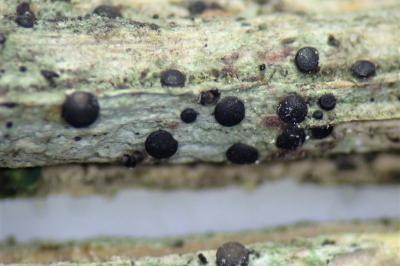<i>Bacidia laurocerasi</i>