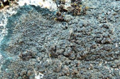 <i>Placynthium nigrum</i>