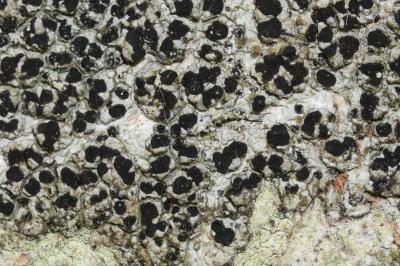 <i>Buellia disciformis</i>
