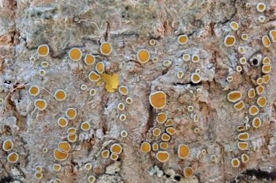 <i>Caloplaca cerina</i>