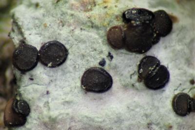 <i>Bacidia laurocerasi</i>