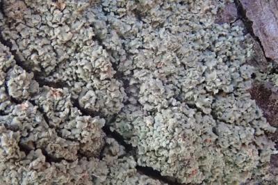 <i>Hypocenomyce scalaris</i>