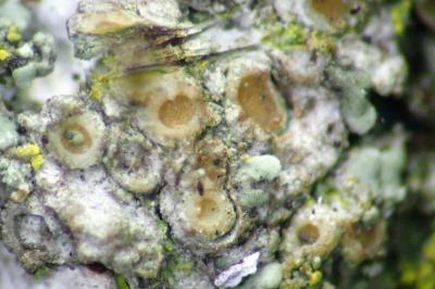 <i>Gyalecta liguriensis</i>
