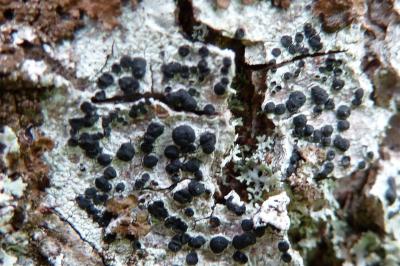 <i>Buellia disciformis</i>