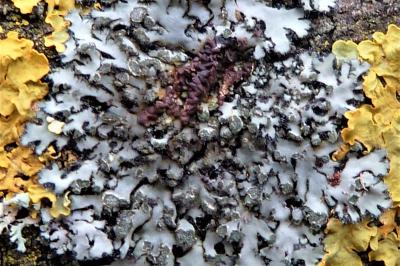 <i>Phaeophyscia orbicularis</i>