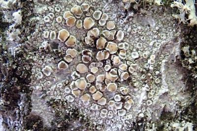 <i>Lecanora chlarotera subsp. chlarotera</i>