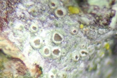 <i>Polyozosia sambuci</i>