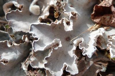 <i>Peltigera rufescens</i>