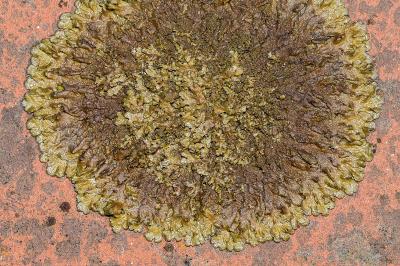 <i>Xanthoparmelia verruculifera</i>