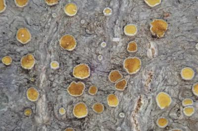<i>Caloplaca cerina</i>