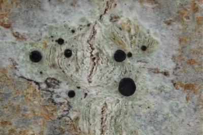 <i>Bacidia laurocerasi</i>