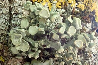 <i>Ramalina fastigiata</i>