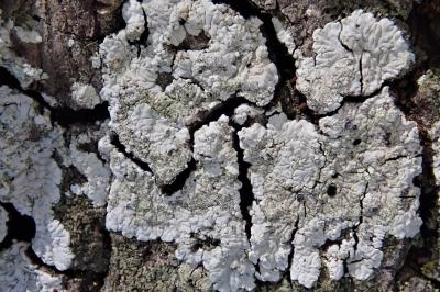 <i>Diploicia canescens</i>