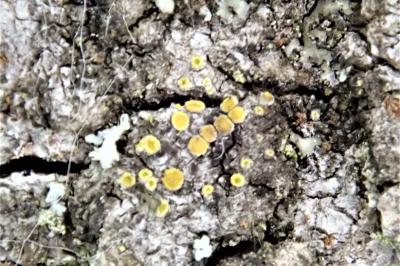 <i>Athallia cerinella</i>