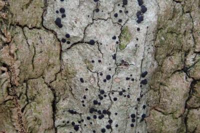 <i>Bacidia laurocerasi</i>