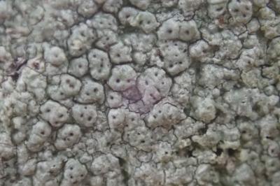 <i>Pertusaria pertusa</i>