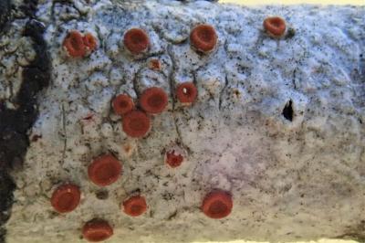<i>Blastenia ferruginea</i>