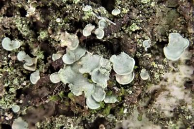 <i>Normandina pulchella</i>