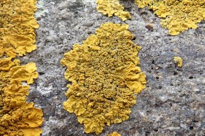 <i>Xanthoria calcicola</i>