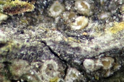 <i>Gyalecta liguriensis</i>