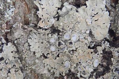 <i>Physconia distorta var. distorta</i>