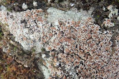 <i>Protoparmeliopsis muralis</i>