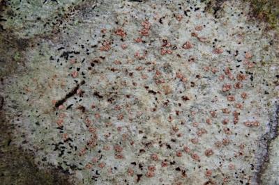 <i>Coniocarpon cinnabarinum</i>