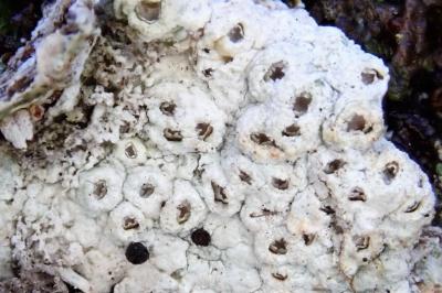 Thelotrema lepadinum