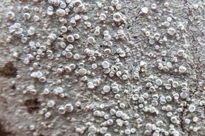 <i>Lecanora albella</i>