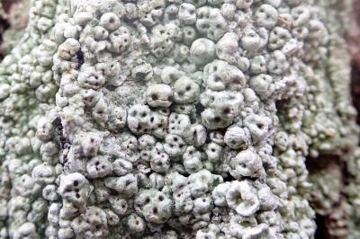 <i>Pertusaria pertusa</i>