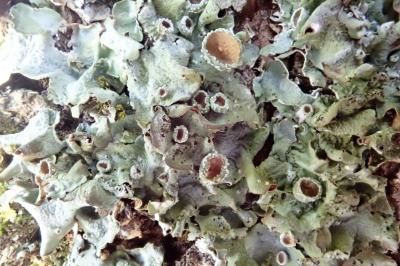 <i>Pleurosticta acetabulum</i>