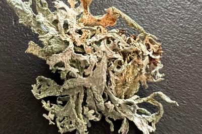 <i>Evernia prunastri</i>