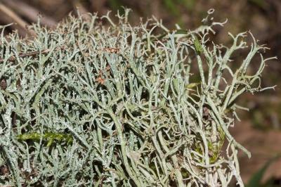 <i>Cladonia furcata</i>