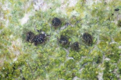 <i>Orcularia insperata</i>