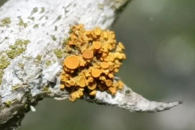<i>Polycauliona polycarpa</i>
