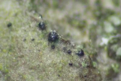 <i>Arthopyrenia cinereopruinosa var. cinereopruinosa</i>