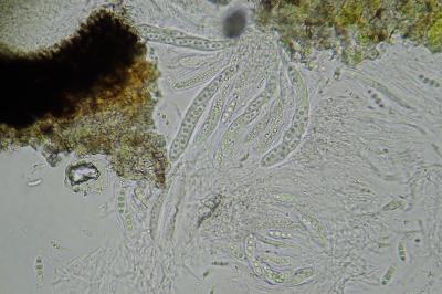 <i>Arthopyrenia cinereopruinosa var. cinereopruinosa</i>