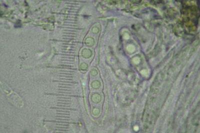 <i>Arthopyrenia cinereopruinosa var. cinereopruinosa</i>