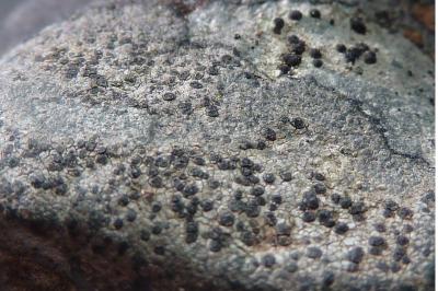 <i>Rhizocarpon reductum</i>