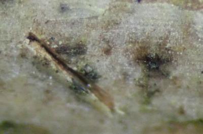 <i>Arthopyrenia cinereopruinosa var. cinereopruinosa</i>