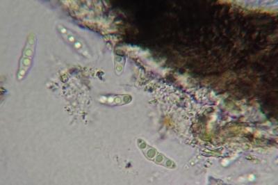 <i>Arthopyrenia cinereopruinosa var. cinereopruinosa</i>