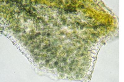 <i>Scytinium pulvinatum</i>