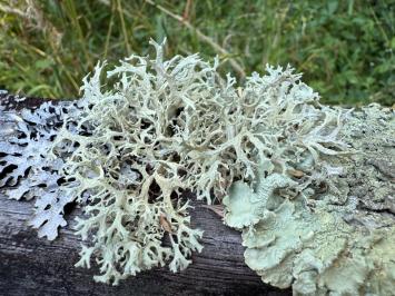<i>Evernia prunastri</i>