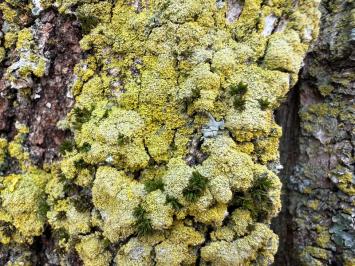 <i>Candelaria concolor</i>