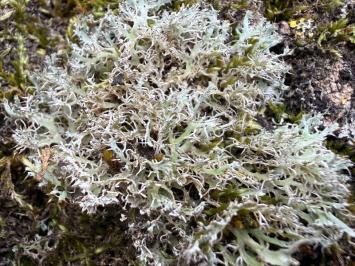 <i>Anaptychia ciliaris</i>