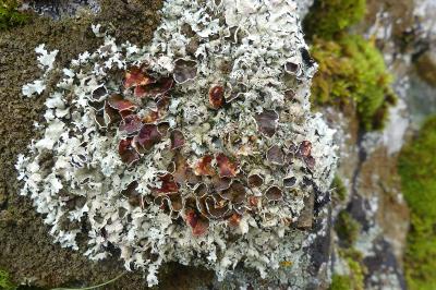 <i>Xanthoparmelia conspersa</i>